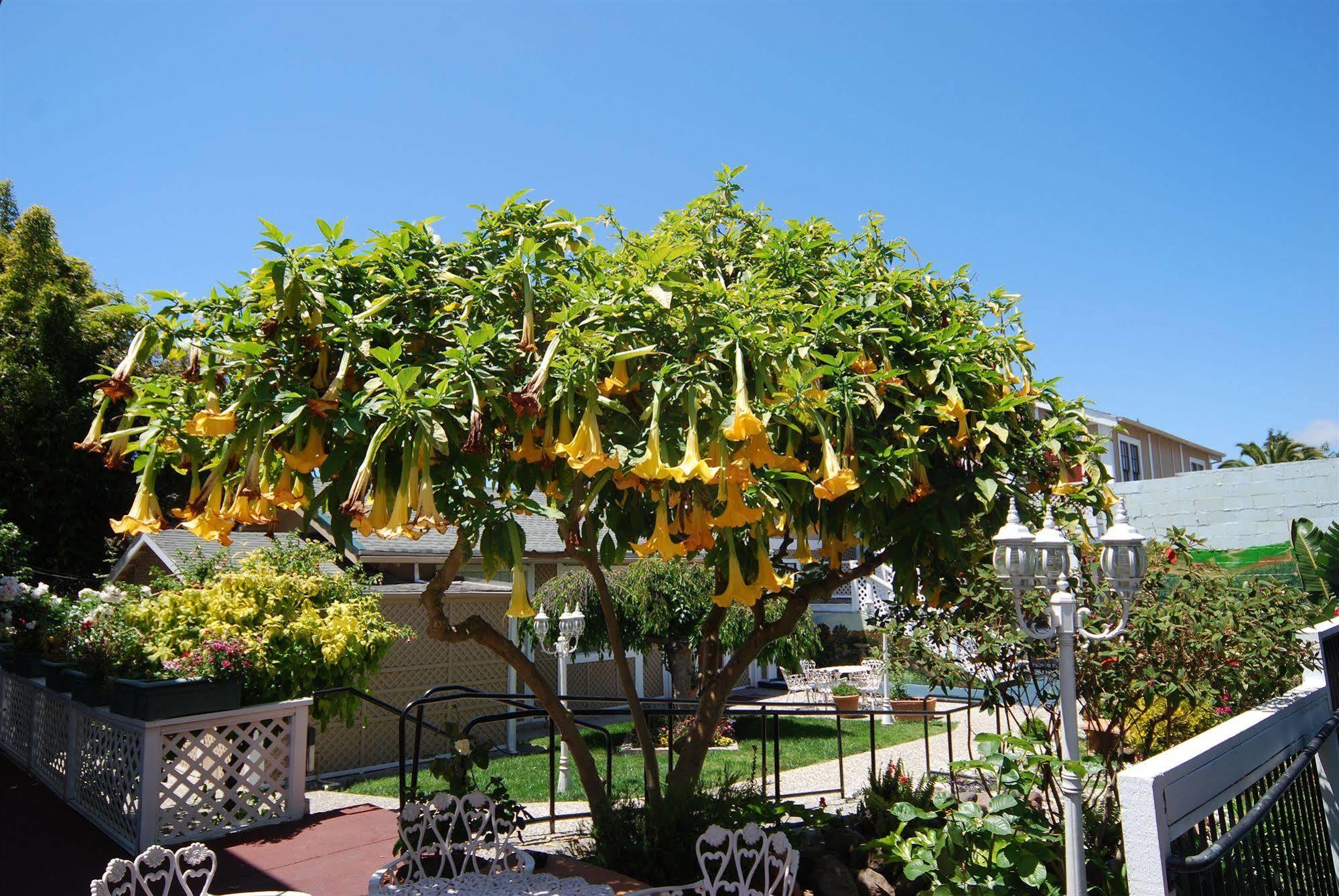 Rose Garden Inn Berkeley Esterno foto